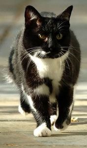 Sybil (cat) httpsuploadwikimediaorgwikipediaenbb5Syb