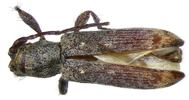 Sybra apicalis