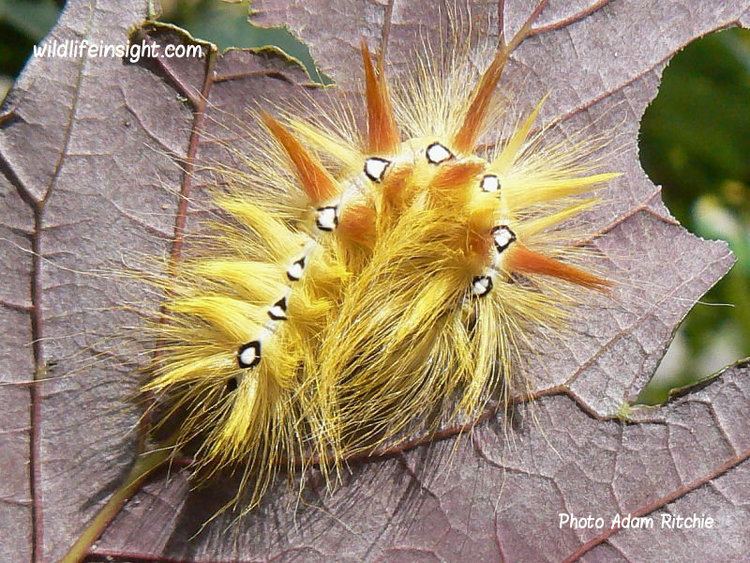 Sycamore (moth) The Sycamore Moth and caterpillarActronicta aceris Wildlife Insight