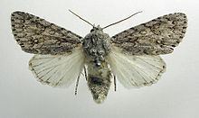 Sycamore (moth) httpsuploadwikimediaorgwikipediacommonsthu