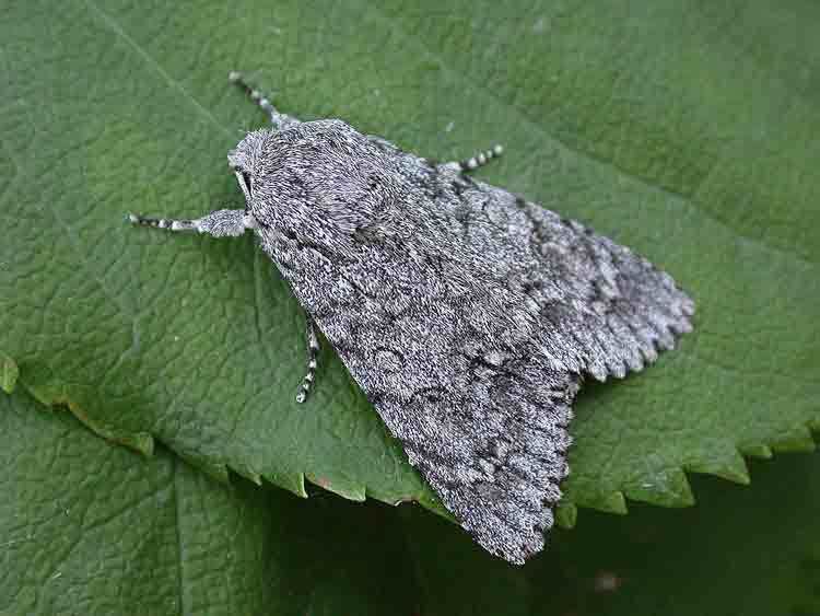 Sycamore (moth) 2279 Sycamore Noctuidae Acronicta aceris Simply Birds and Moths