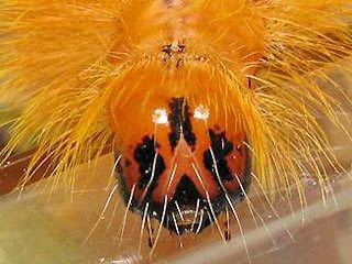 Sycamore (moth) The Fiery and Furry Sycamore Moth Caterpillar Featured Creature
