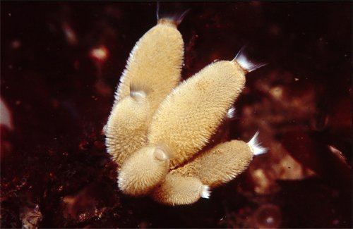 Sycon Parazoa Porifera the most primitive animals FSc Biology