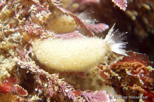 Sycon ciliatum European Marine Life Photo of Sycon ciliatum Ciliated sponge