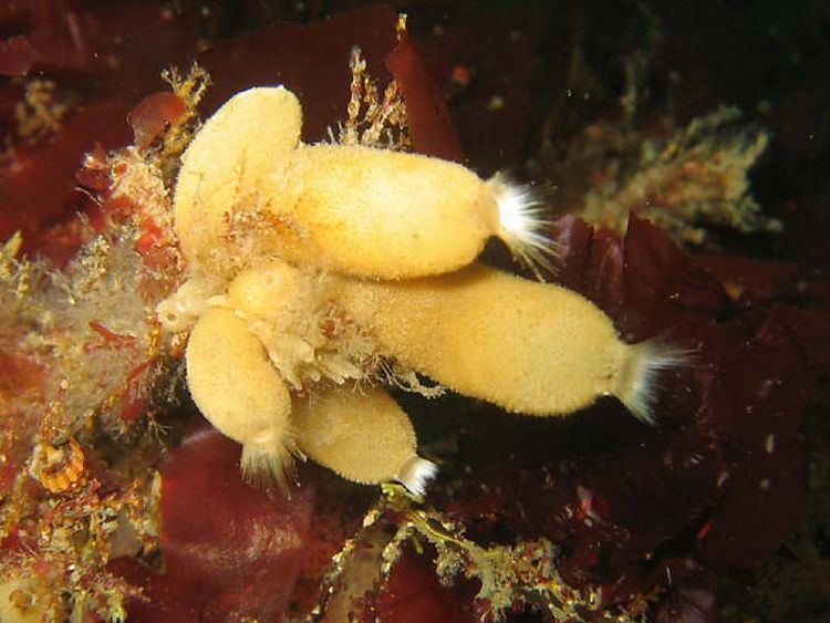 Sycon MarLIN The Marine Life Information Network A sponge Sycon ciliatum