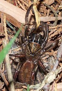 Sydney brown trapdoor spider httpsuploadwikimediaorgwikipediacommonsthu