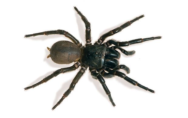 Sydney funnel-web spider Australian spiders the 10 most dangerous Australian Geographic