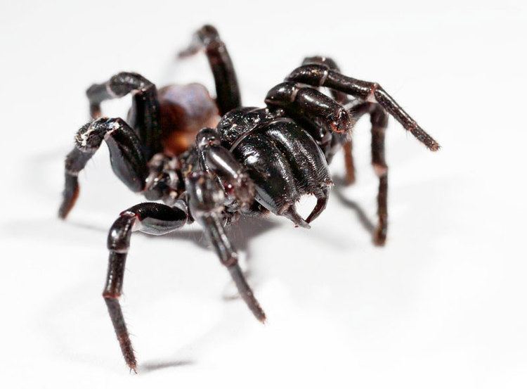 Sydney funnel-web spider Sydney Funnel Web Spider Planet Deadly Facts