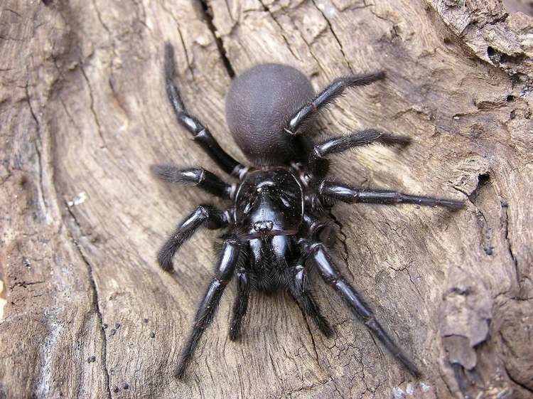 Sydney funnel-web spider Sydney Funnel Web Spider Australian Reptile Park