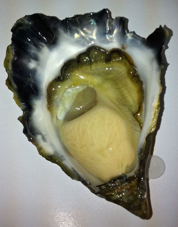 Sydney rock oyster Oysters Direct Sydney Rock Oysters Direct From The Farm