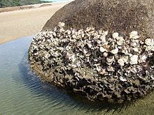 Sydney rock oyster httpsuploadwikimediaorgwikipediacommonsthu