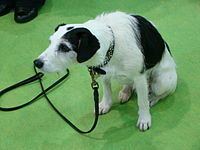 Sykes (dog) httpsuploadwikimediaorgwikipediacommonsthu