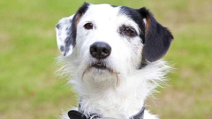 Sykes (dog) Sykes in seizoen 14 van Midsomer Murders dog jack russell