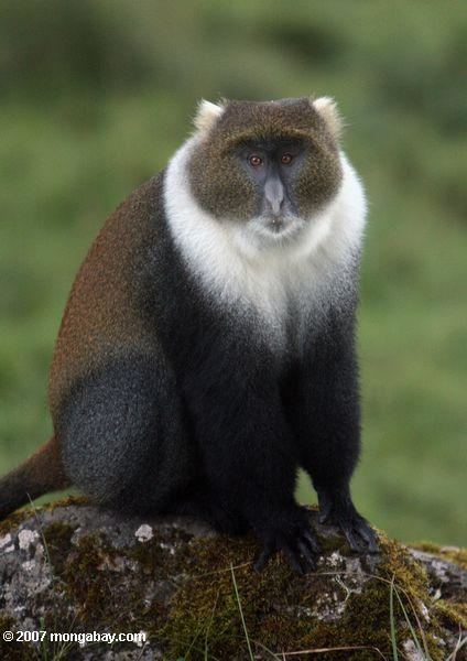 Sykes' monkey Sykes39s Monkey Cercopithecus albogularis
