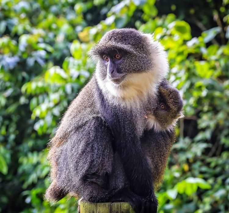 Sykes' monkey Cannundrums Mount Kenya Sykes39 Monkey