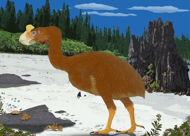 Sylviornis Paleo Profile New Caledonia39s Giant Fowl Phenomena Laelaps