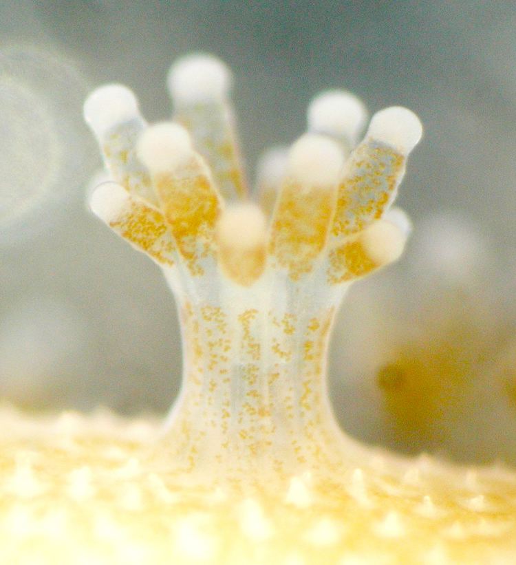 Symbiodinium A coral symbiont genome decoded for first time Okinawa Institute