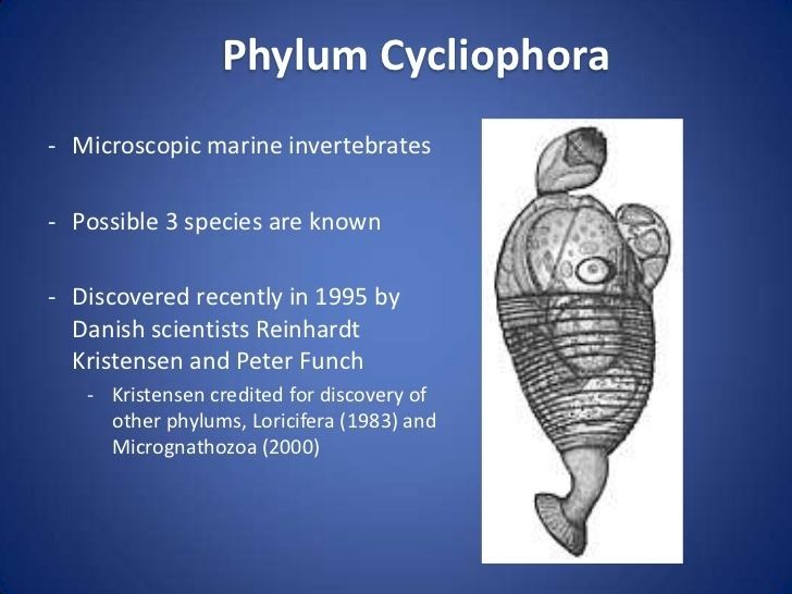 Symbion httpsimageslidesharecdncomphylumcycliophora