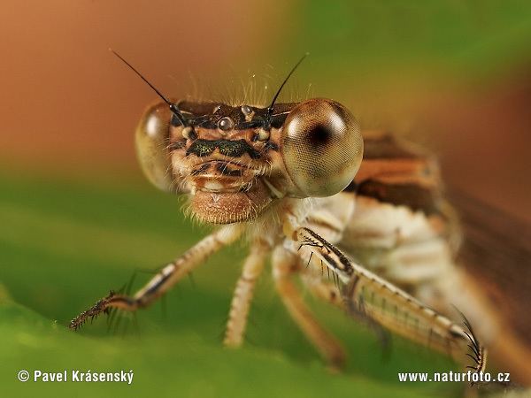 Sympecma Sympecma fusca Pictures Sympecma fusca Images NaturePhoto