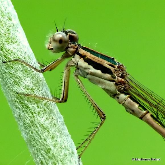 Sympecma Moulismes Nature Wildlife of the Brenne amp Vienne Winter Damselfly