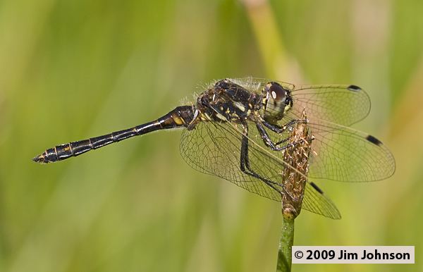 Sympetrum danae Photos of the dragonfly Sympetrum danae Black Meadowhawk
