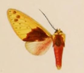 Symphlebia costaricensis