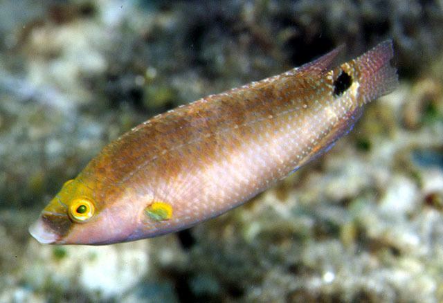 Symphodus Fish Identification