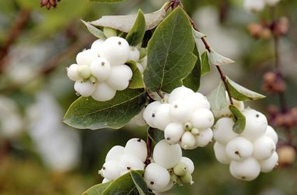 Symphoricarpos Symphoricarpos albus Wild About Gardens