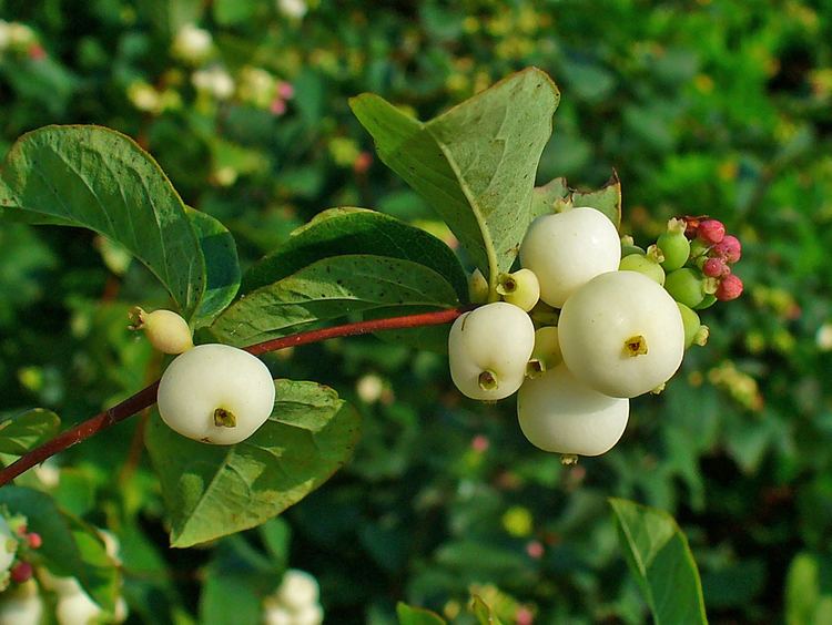 Symphoricarpos Symphoricarpos albus Common Snowberry Ice Apple Snowberry