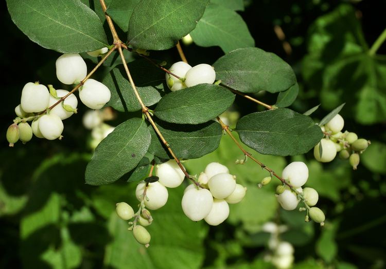 Symphoricarpos albus Symphoricarpos albus Common snowberry LampH Seeds Pacific