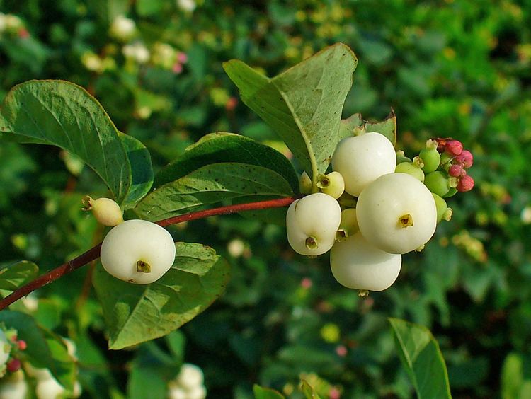Symphoricarpos albus Symphoricarpos albus Common Snowberry Ice Apple Snowberry