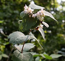 Symphoricarpos occidentalis httpsuploadwikimediaorgwikipediacommonsthu