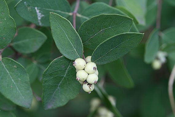 Symphoricarpos occidentalis Symphoricarpos occidentalis Colorado Wildflowers