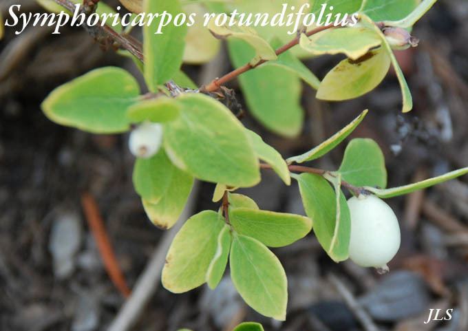 Symphoricarpos rotundifolius Symphoricarpos rotundifolius Snowberry