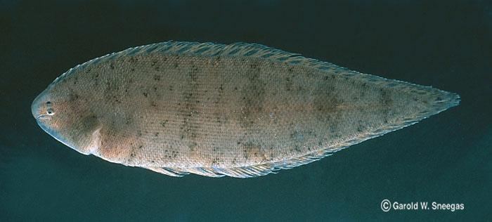 Symphurus Fishes of Texas Symphurus plagiusa