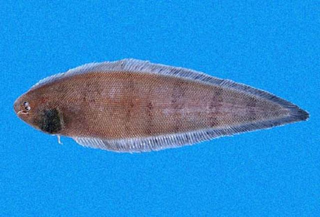 Symphurus Fish list in Mexico