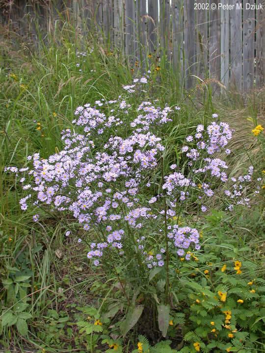 Symphyotrichum Symphyotrichum oolentangiense Skyblue Aster Minnesota Wildflowers