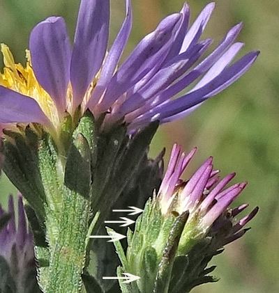Symphyotrichum ascendens Southwest Colorado Wildflowers Symphyotrichum