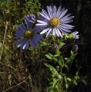 Symphyotrichum chilense Symphyotrichum chilense 3939 Pacific aster from Gold Rush Nursery