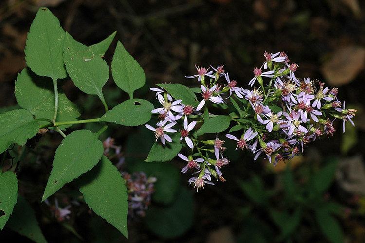 Symphyotrichum cordifolium Symphyotrichum cordifolium Blue Woodaster Discover Life mobile