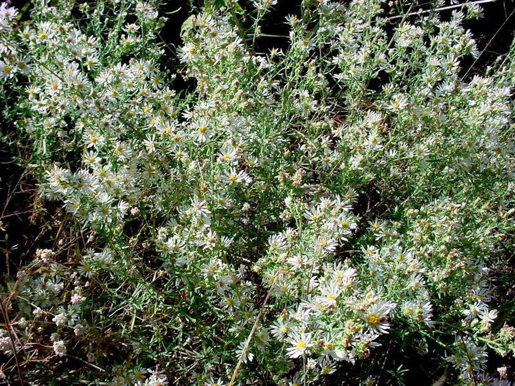 Symphyotrichum ericoides Vascular Plants of the Gila Wilderness Symphyotrichum ericoides