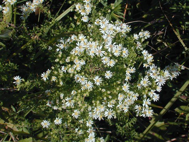 Symphyotrichum ericoides wwwillinoiswildflowersinfoprairiephotoxhthas