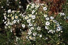 Symphyotrichum ericoides Symphyotrichum ericoides Wikipedia