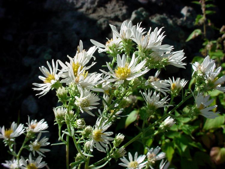 Symphyotrichum ericoides Vascular Plants of the Gila Wilderness Symphyotrichum ericoides