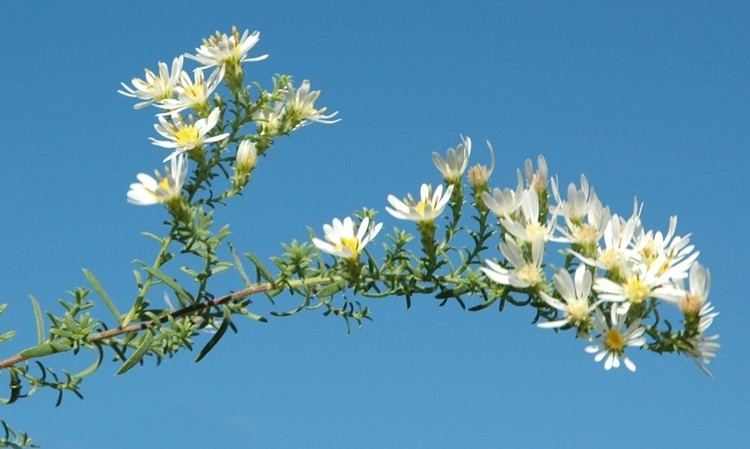 Symphyotrichum ericoides Symphyotrichum ericoides Astereae Lab