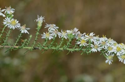 Symphyotrichum ericoides Digital Atlas of the Virginia Flora Symphyotrichum ericoides L