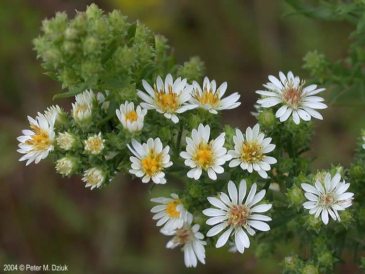 Symphyotrichum ericoides Symphyotrichum ericoides Heath Aster Minnesota Wildflowers