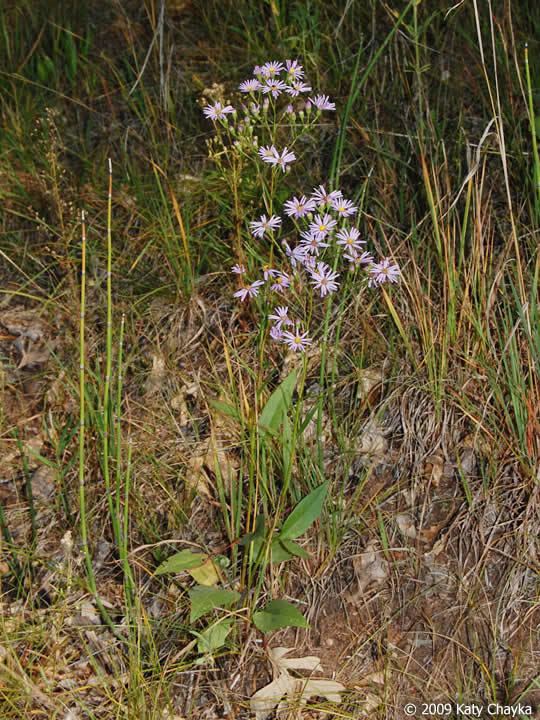 Symphyotrichum oolentangiense Symphyotrichum oolentangiense Skyblue Aster Minnesota Wildflowers