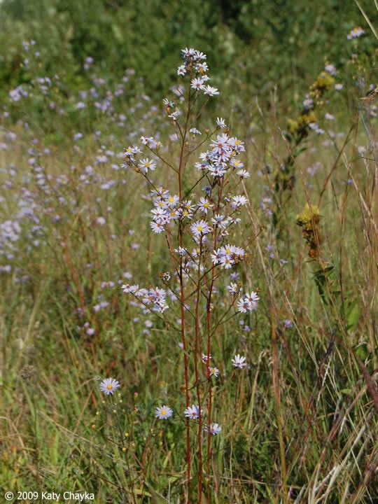 Symphyotrichum oolentangiense Symphyotrichum oolentangiense Skyblue Aster Minnesota Wildflowers