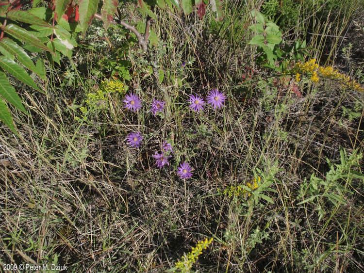 Symphyotrichum sericeum Symphyotrichum sericeum Silky Aster Minnesota Wildflowers